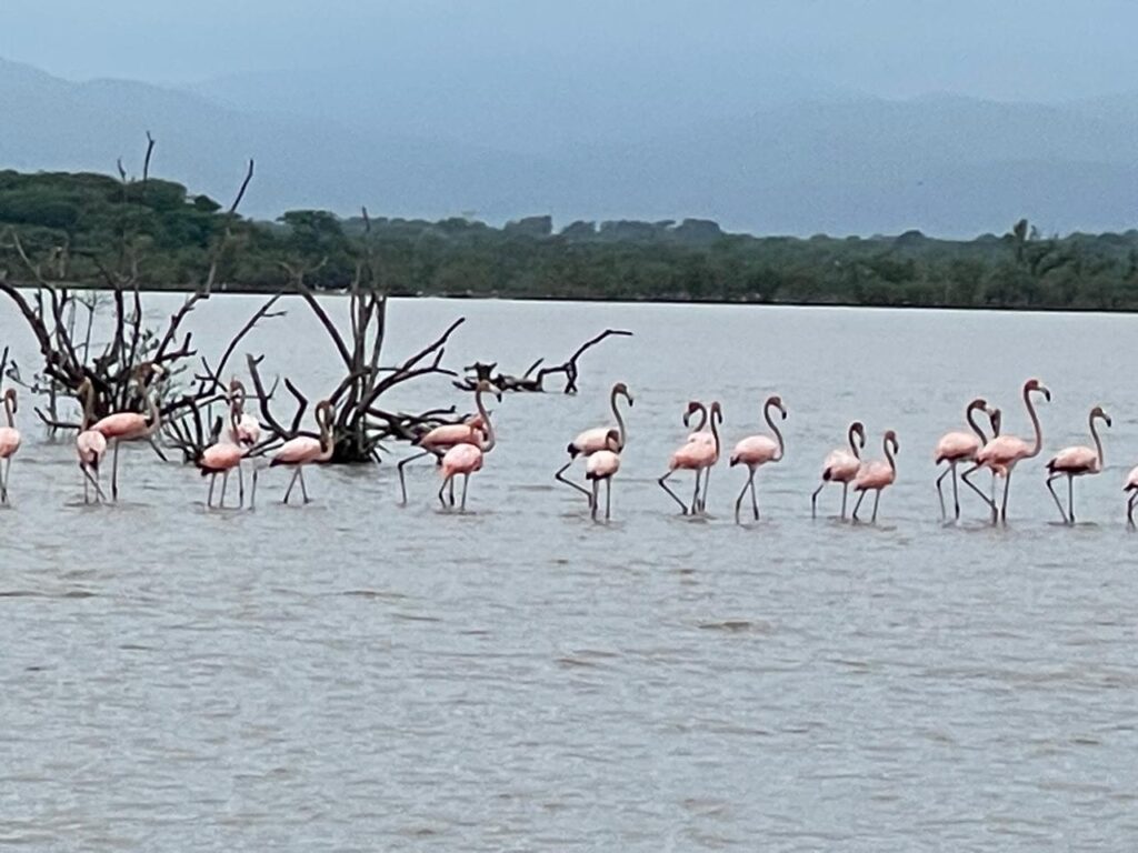 Flamingo rosado - Aves de Laguna Beach