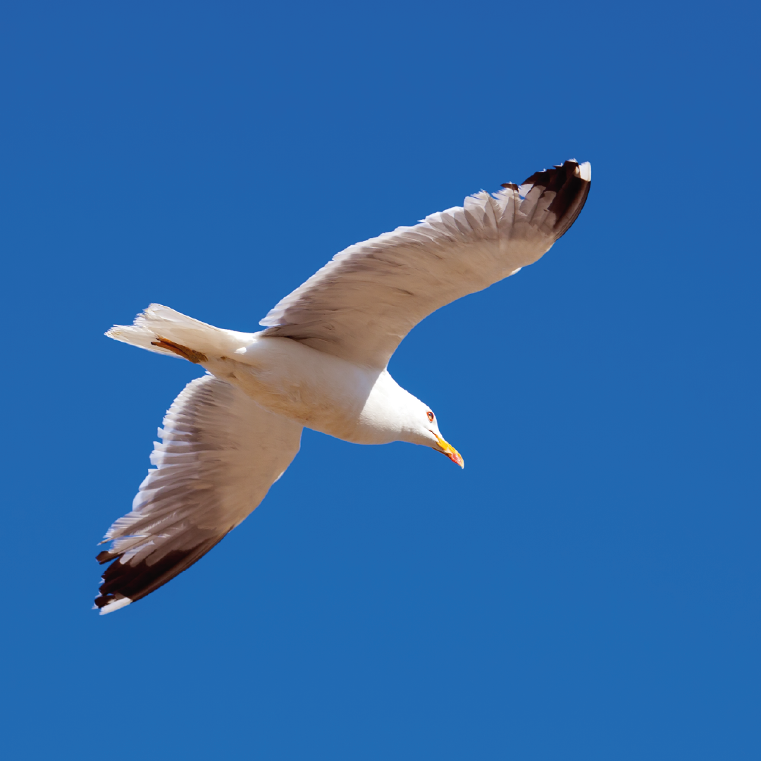 Gaviota Torre 12