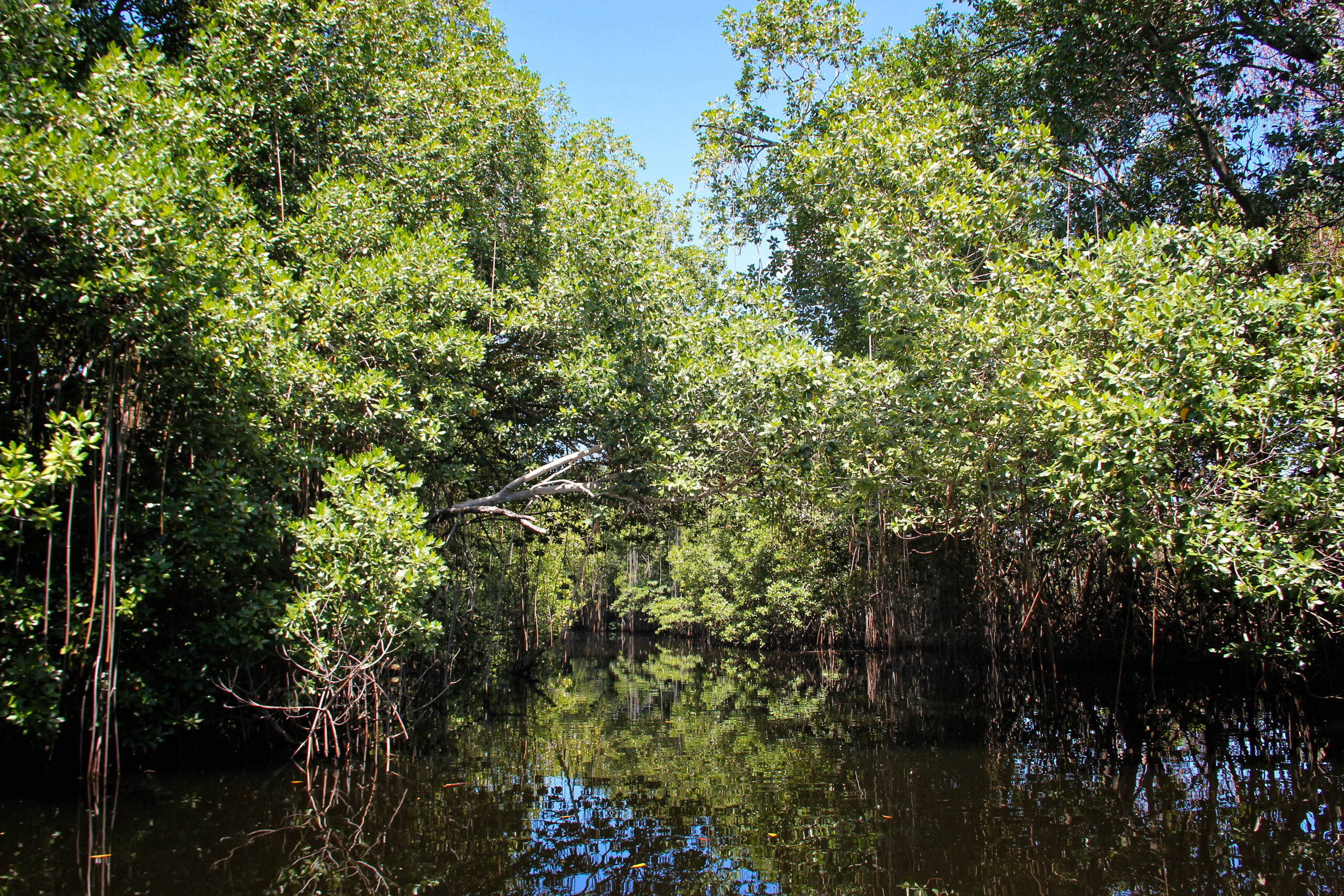Manglar en Laguna Beach