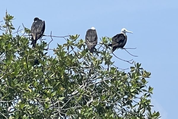 Archipiélago de San Bernardo - Aves de Laguna Beach