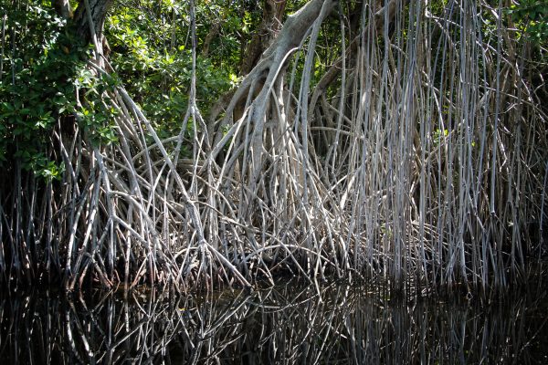 Raíces del Manglar Laguna Beach Raíces del Manglar Laguna Beach