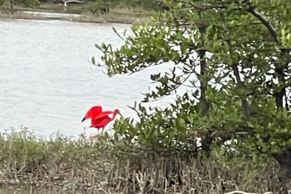 ibis rojo